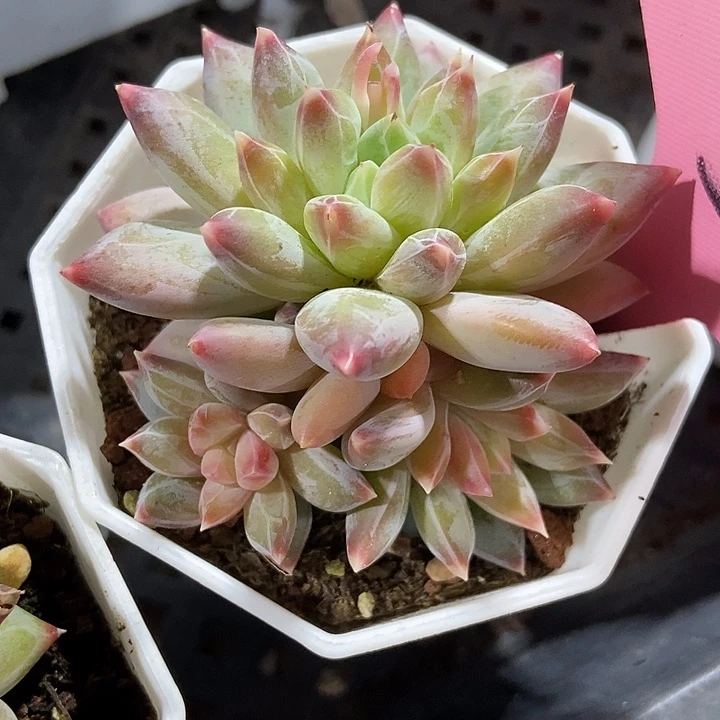 多肉去伊丽莎白3多肉