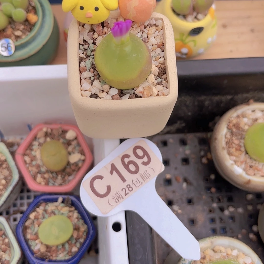 C169灯泡一物一拍