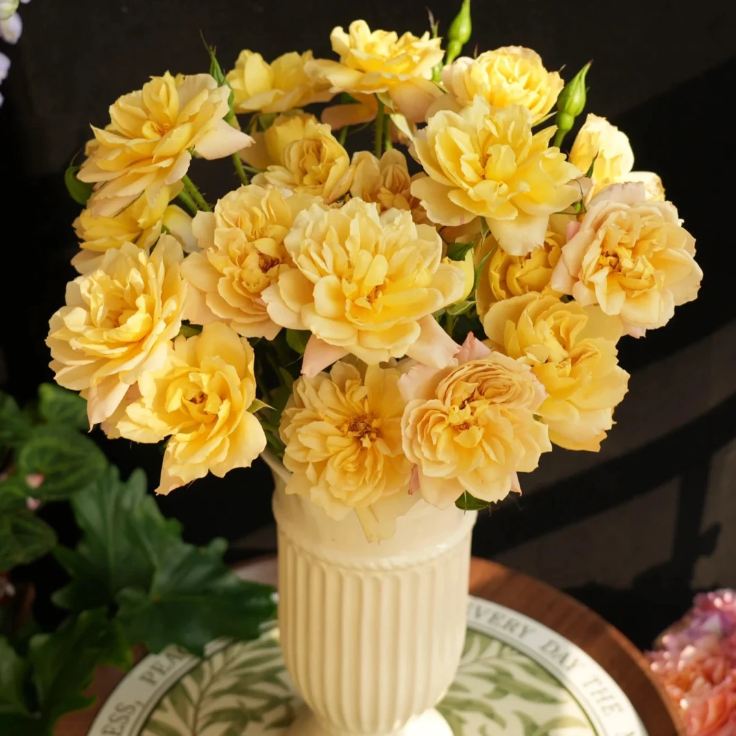 【德芮尔】刺绣芽变 任拍三单顺丰空运包邮鲜切花10支家居插花玫瑰