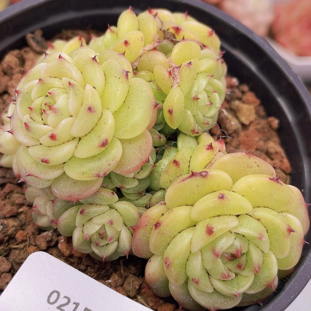 000000000000009量拍