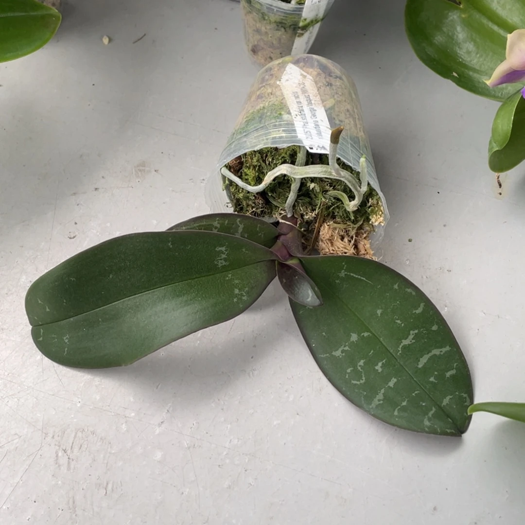 当前无花栽培后可以开花2.5黄史交乔治史