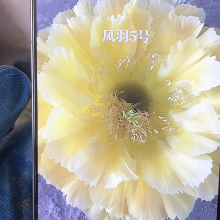 凤5   5公分以上满18包邮侧芽