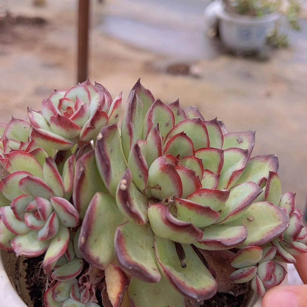 肉酱玫瑰 多头多群生