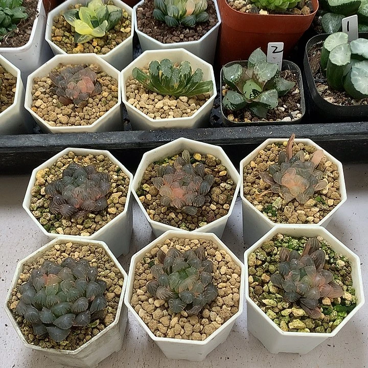 迷***糊冰灯玉露锦带盆土tlamoy