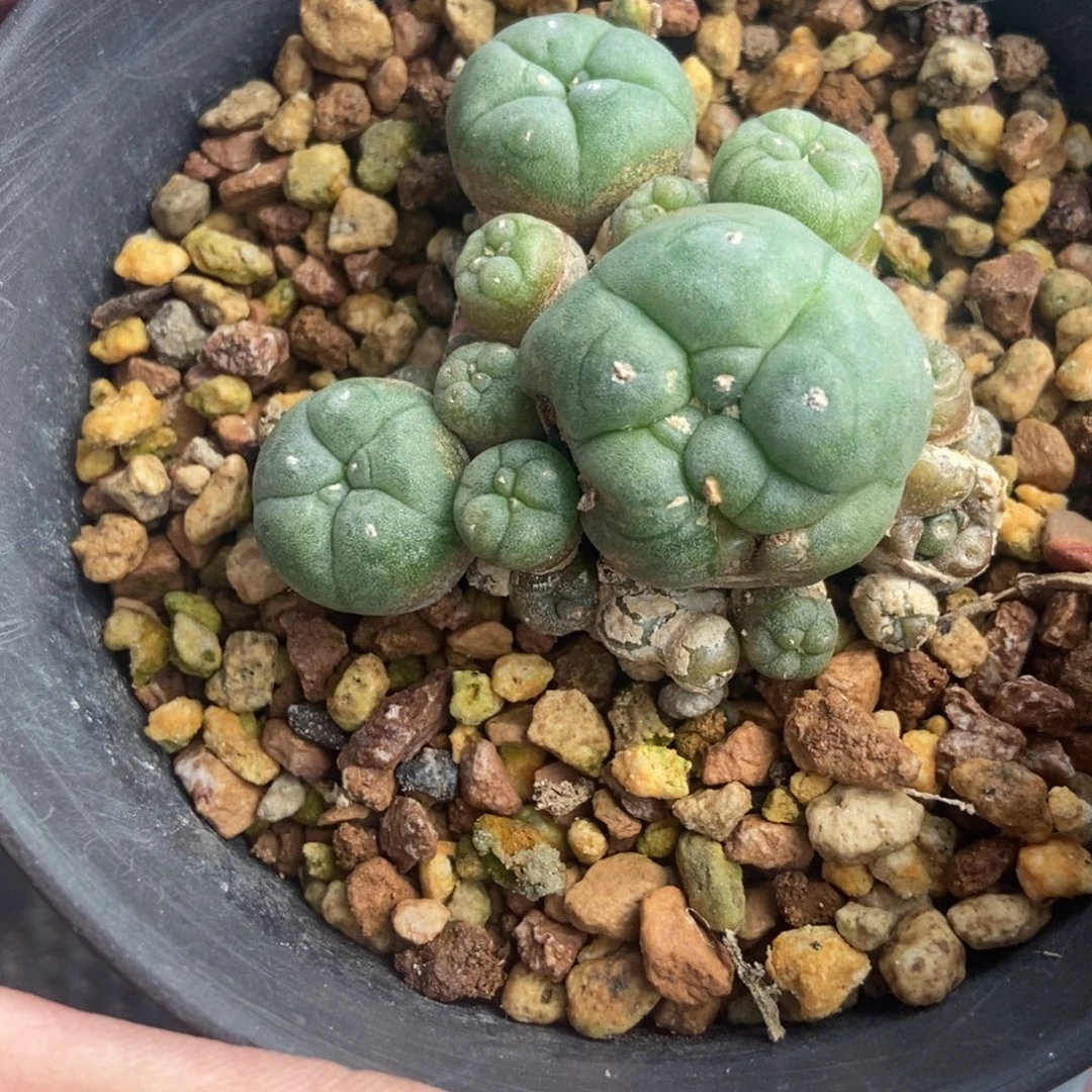 无刺仙人球开花了