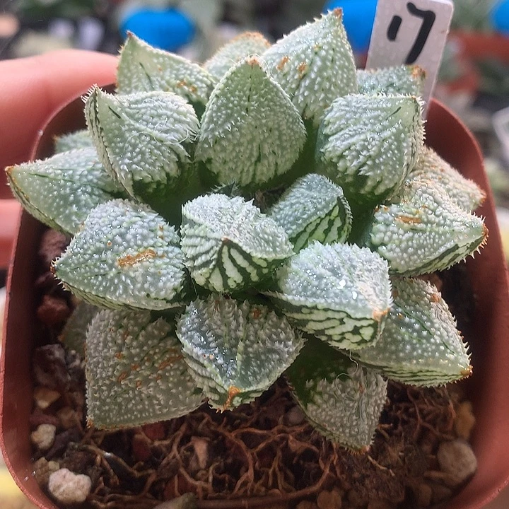 17号天使寿一物一拍