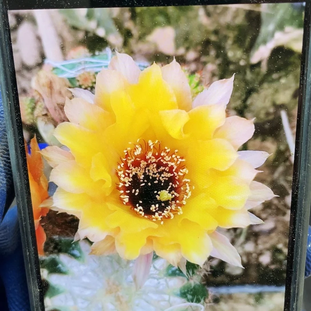 Cc181侧芽歪5公分满18包邮