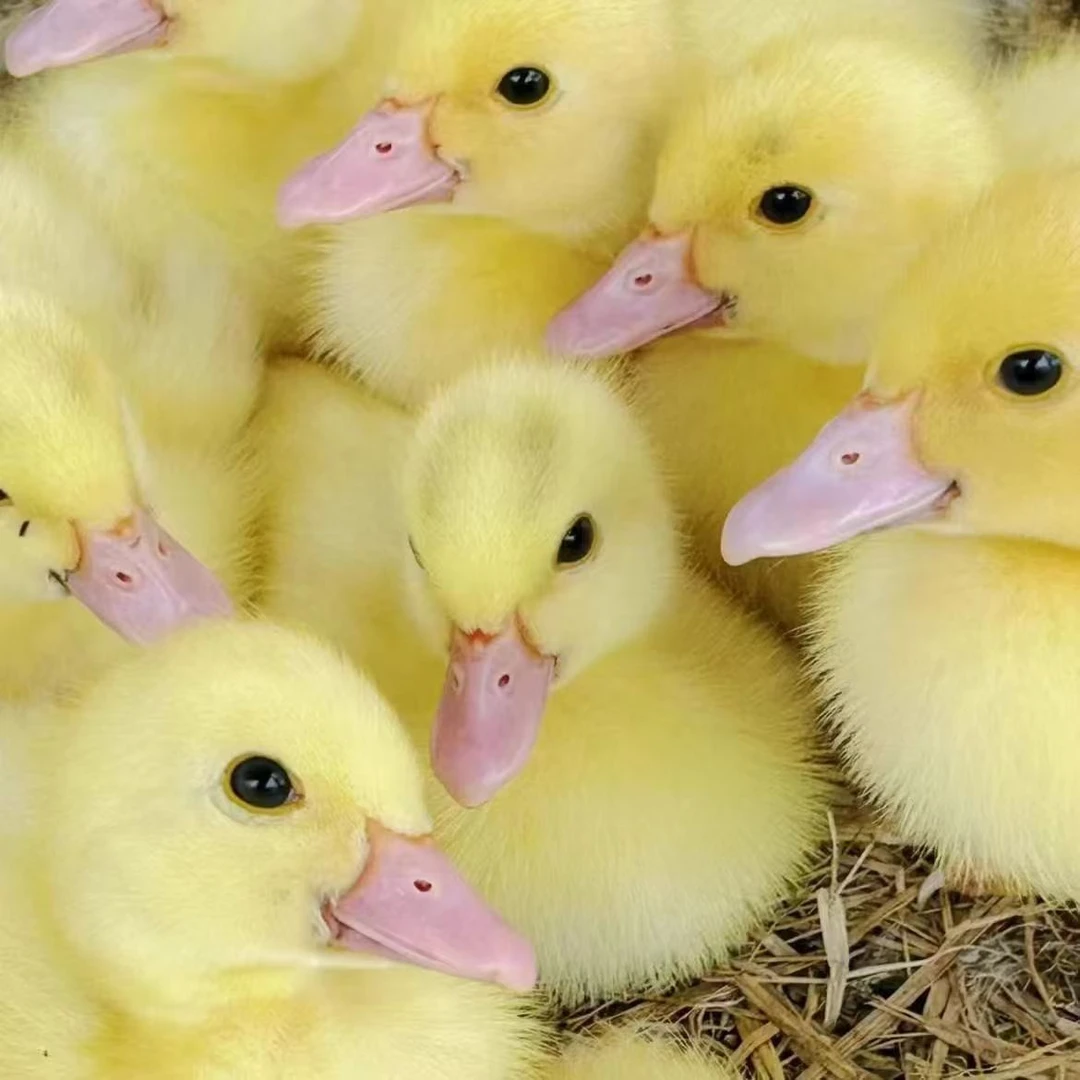 宠物鸭四季鹅产蛋鹅包邮到家售后三天