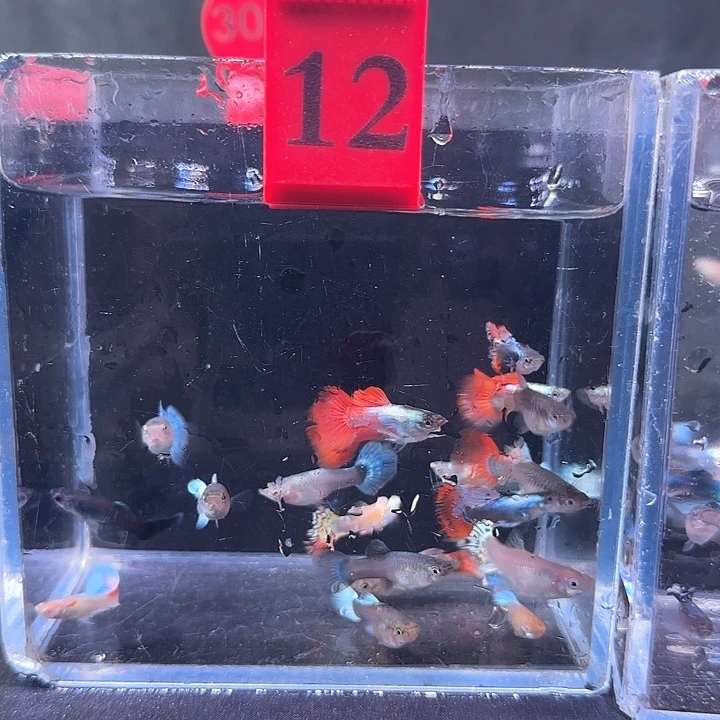 孔雀鱼12号，10条