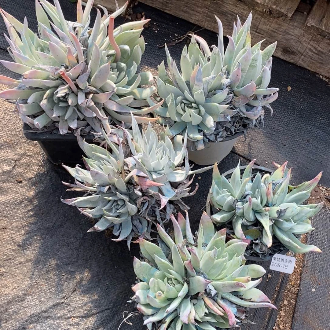 18号雪花三头群小可爱一颗多肉