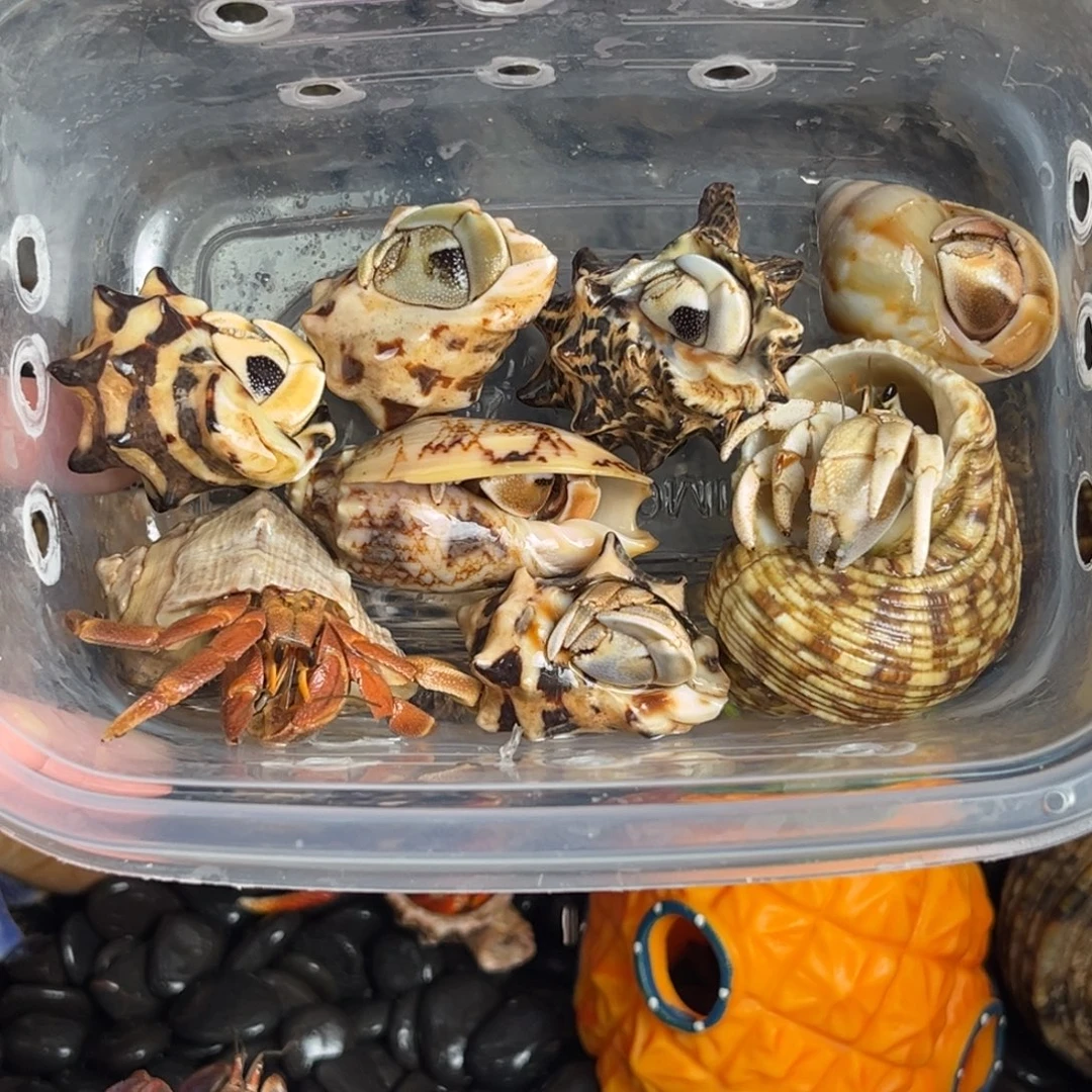 最后一盒 彩灰8包活5