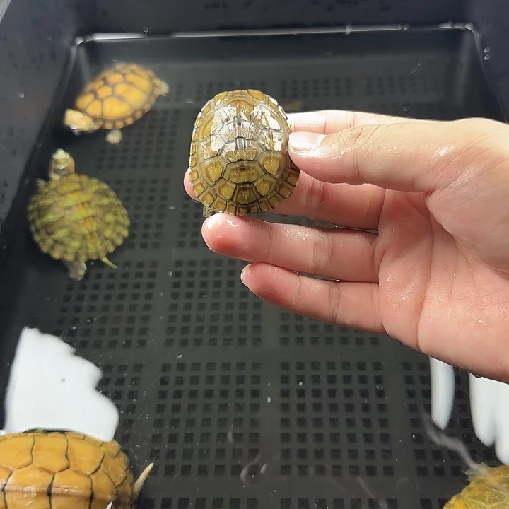 宠物龟不分公母小青4.8cm