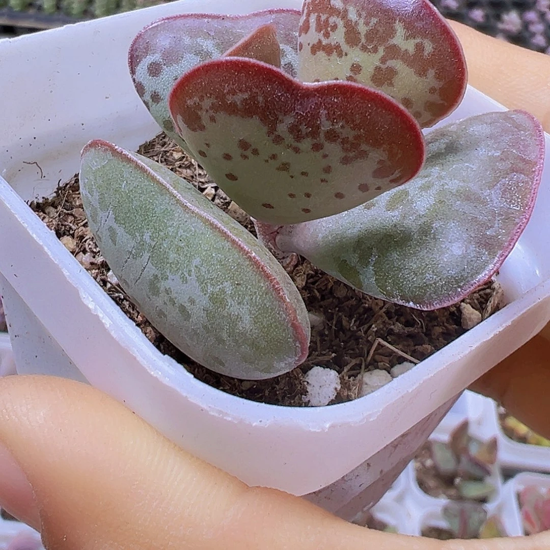 爱心水泡19包邮多肉