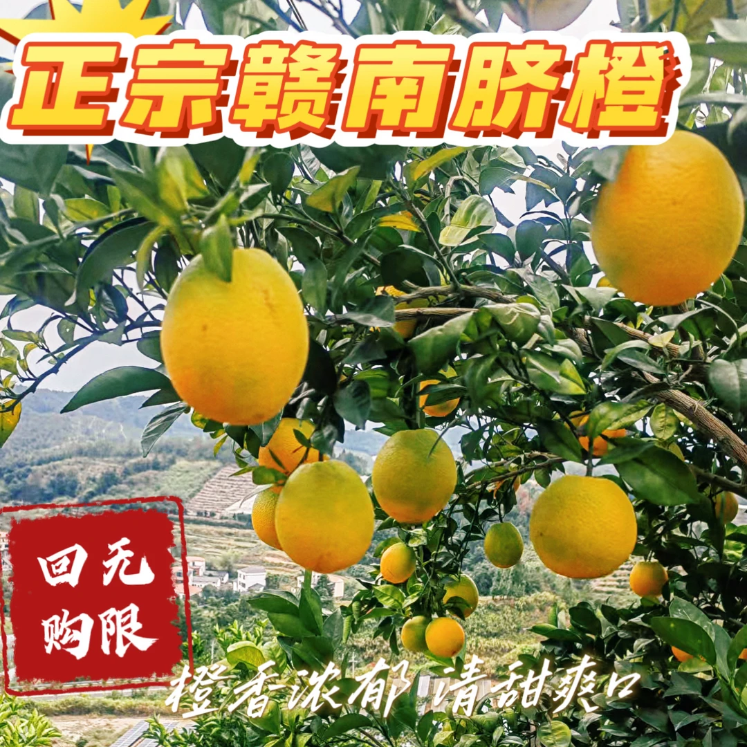 正宗赣南脐橙高山种植当季新鲜采摘