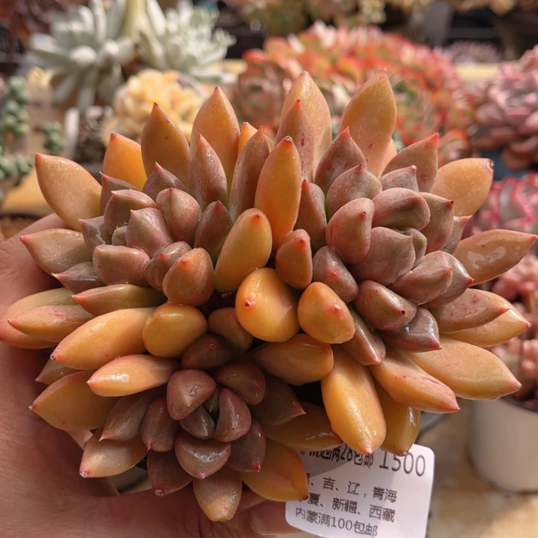 【闪购商品】1500红象牙