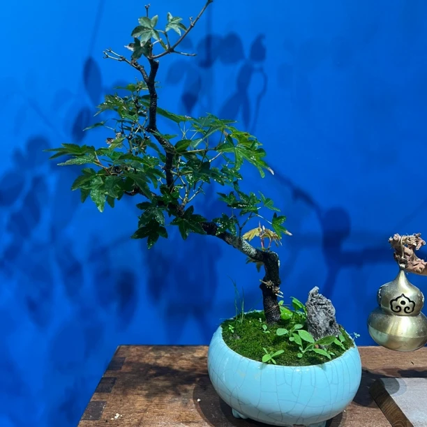 【小瓢款】海岛石枫熟桩老桩盆景办公室室内外植物