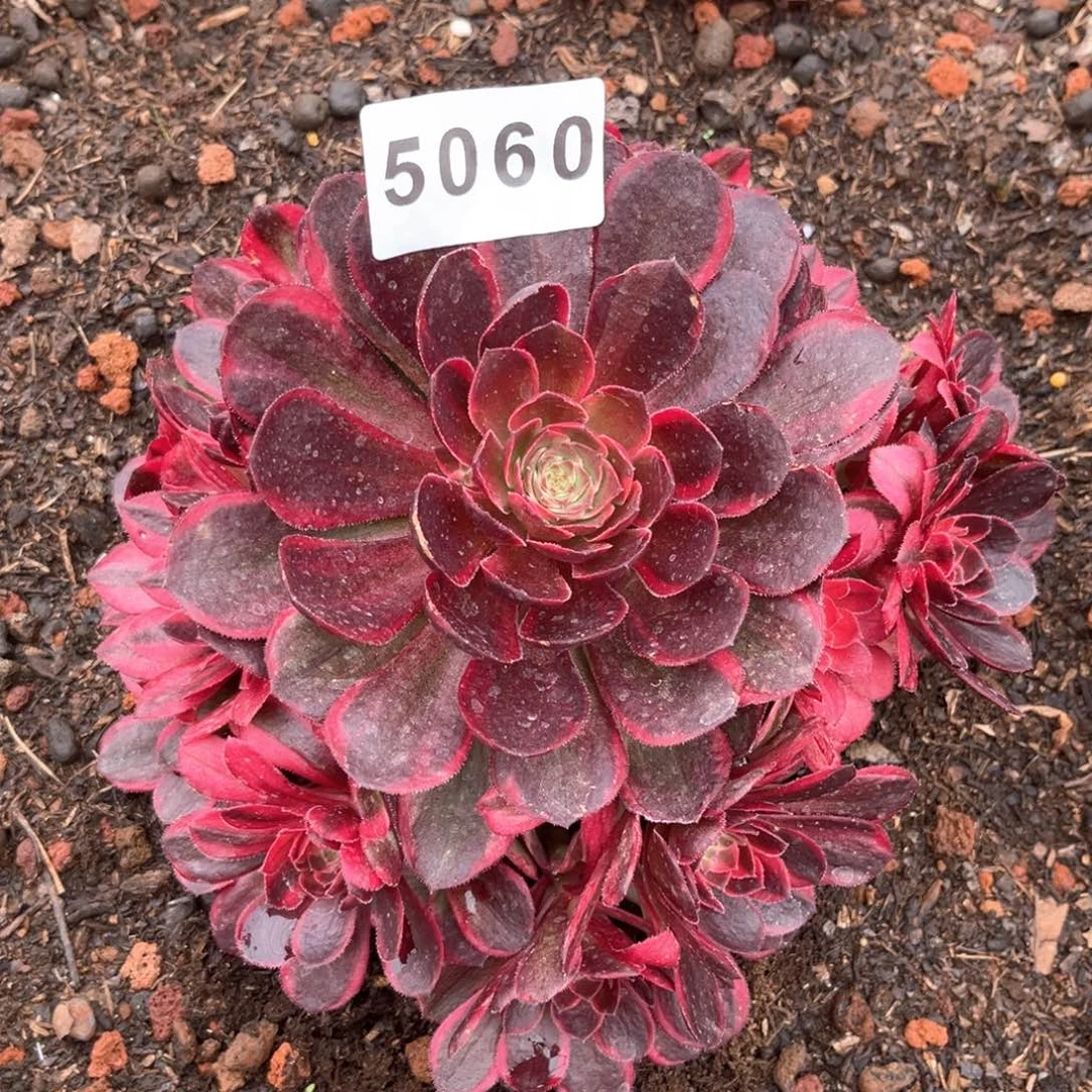 泼****装黑魔锦寄养一个月再发货多肉