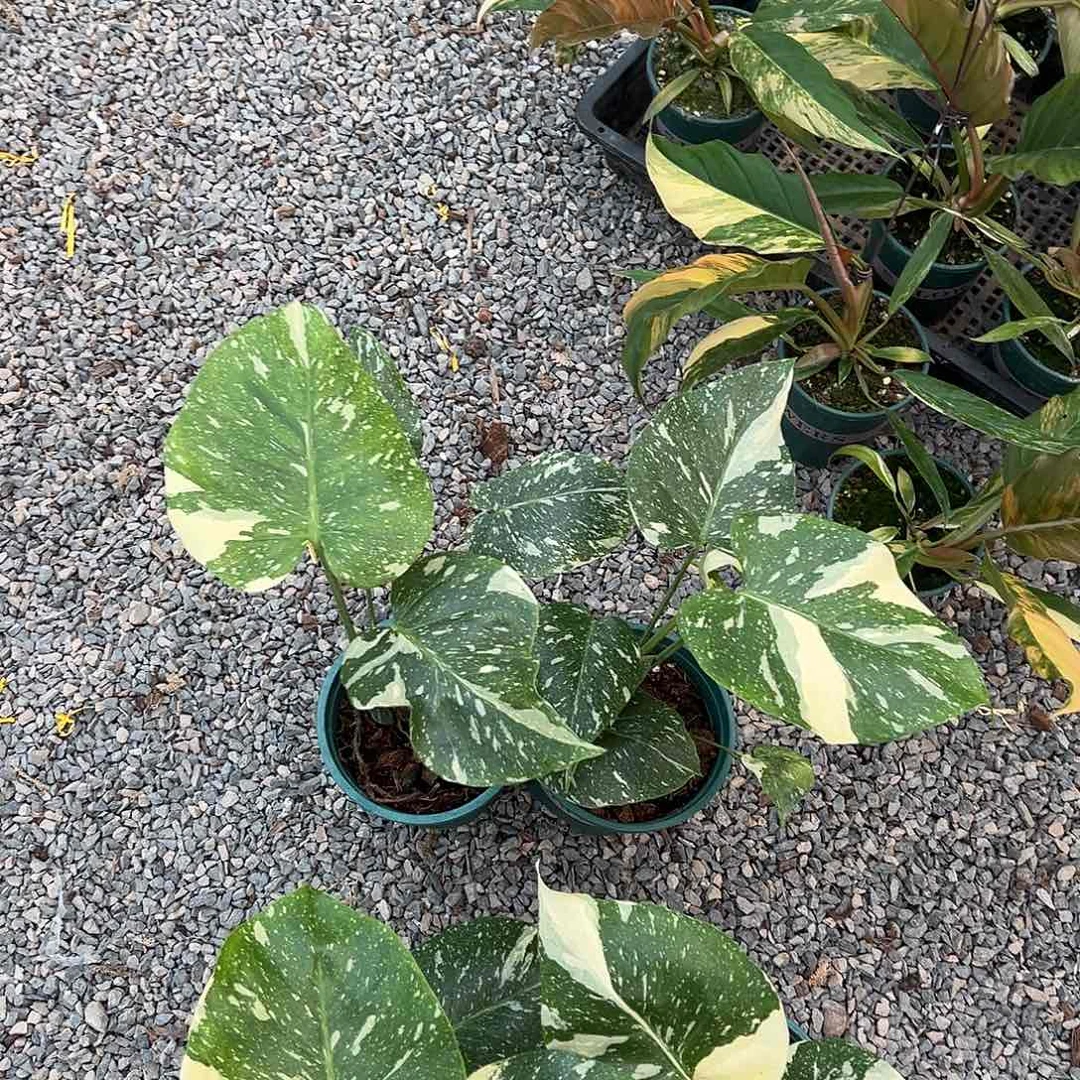 完全开放洒金底座随机发货不售后