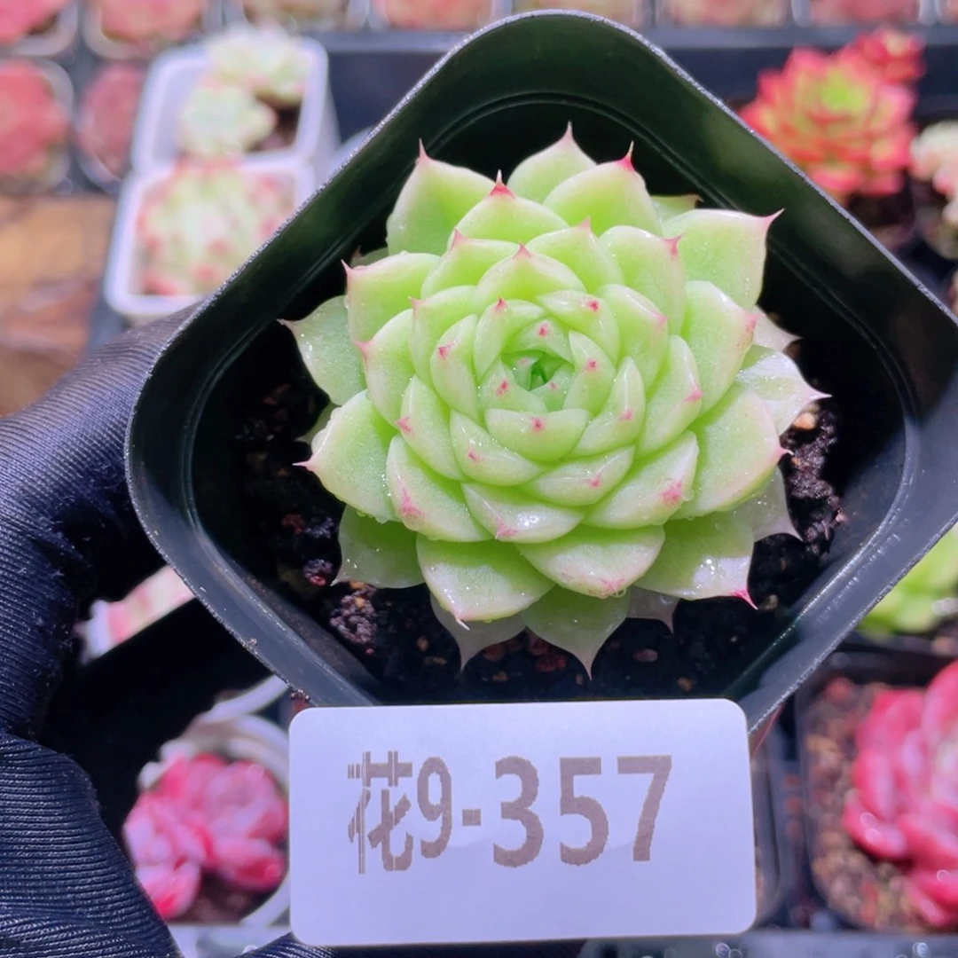 花利美9-357麦秆单头