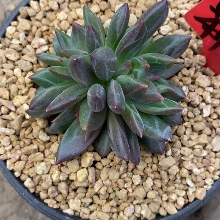 莉***888888888888888888