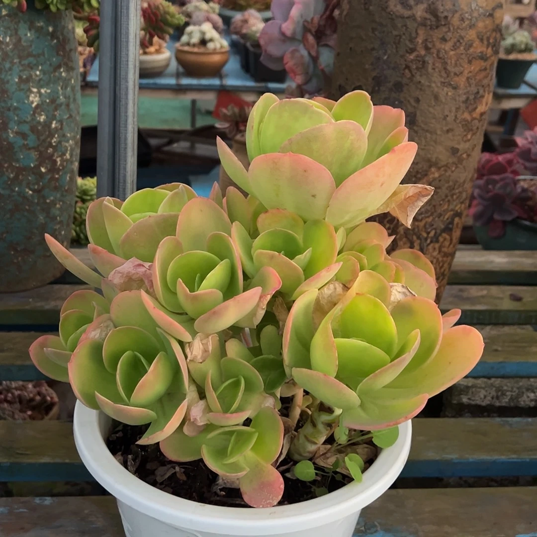 柠檬卷带土球发货。