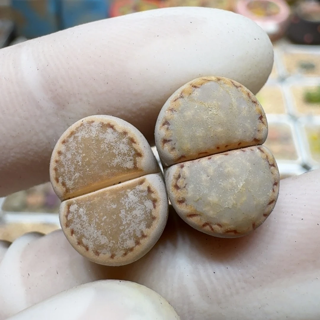 J***L0119-25饼干1621.6