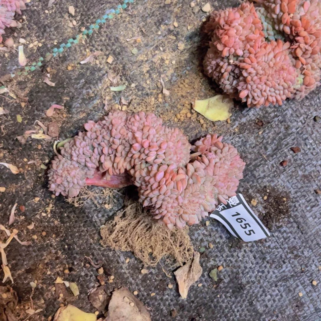 白胖子缀多肉植物1655