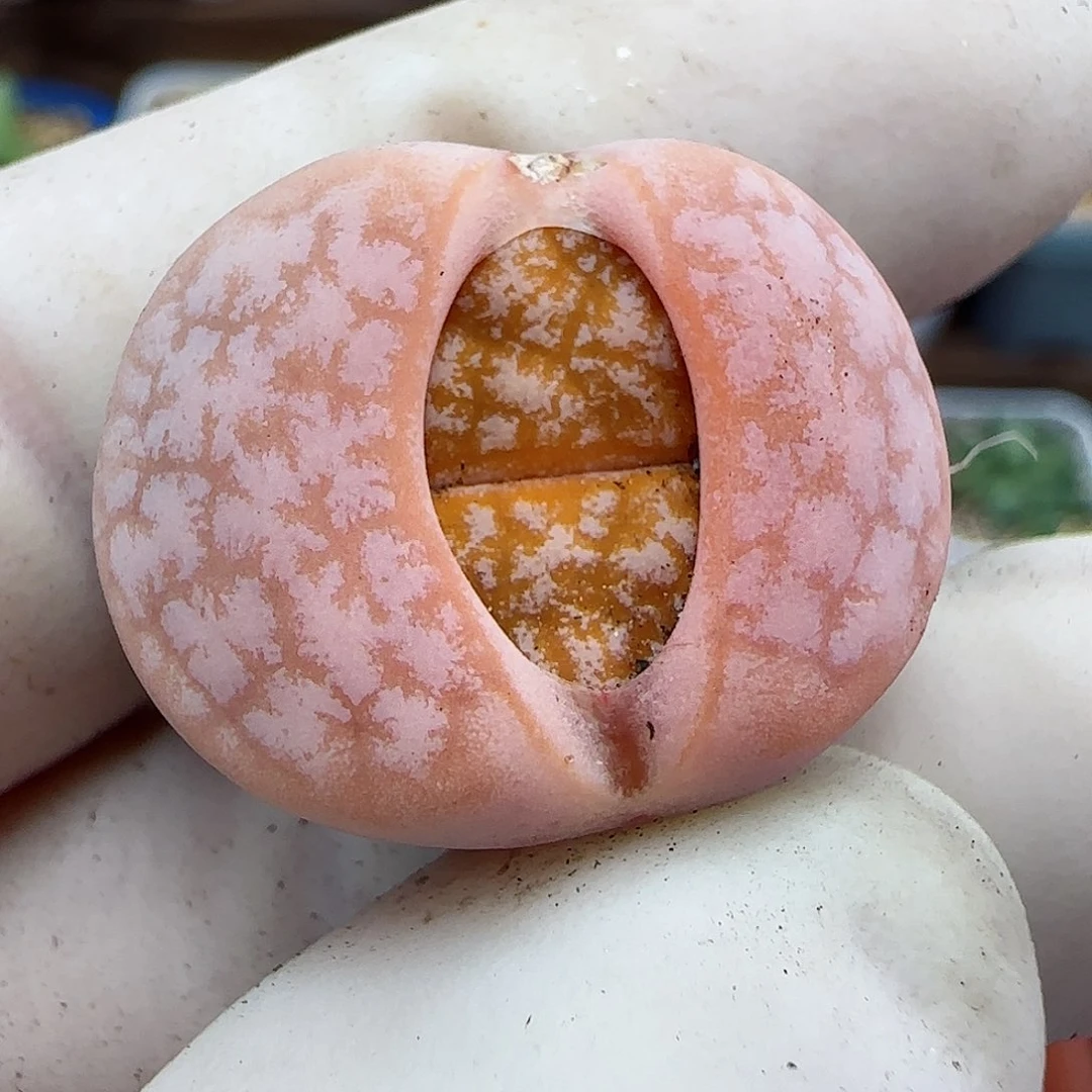 033拿铁福利福利