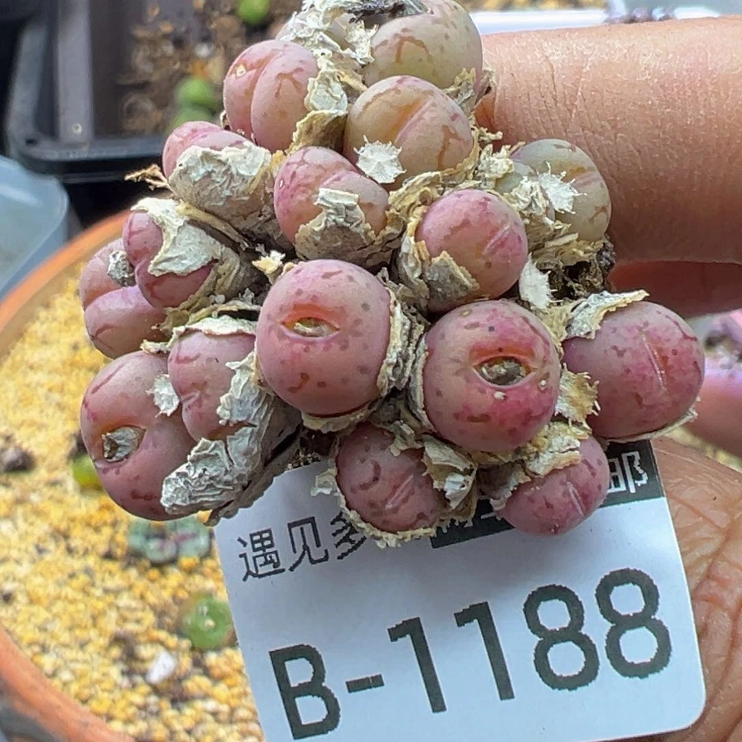 多肉植物111111111111111111