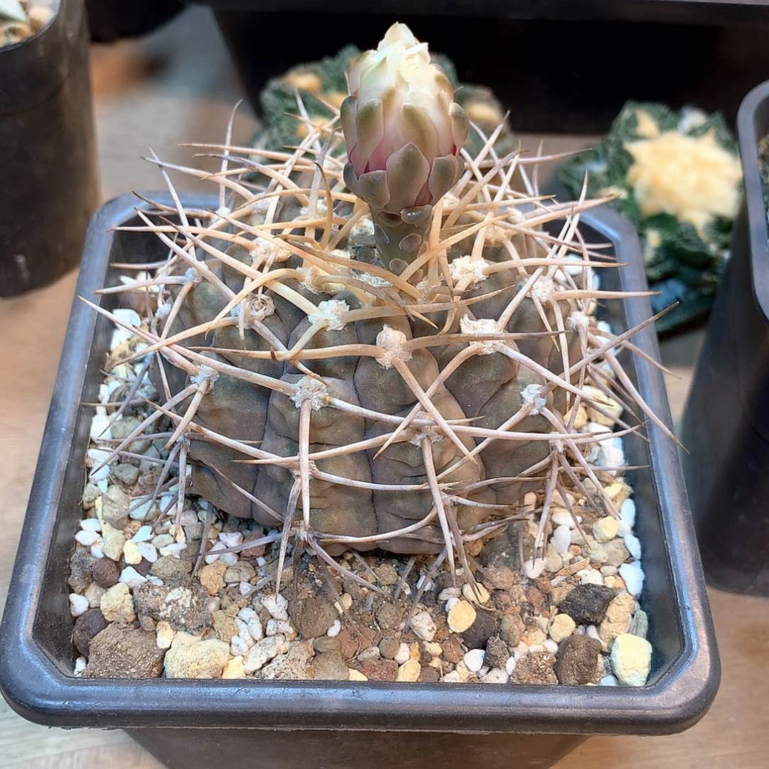 裸鄂