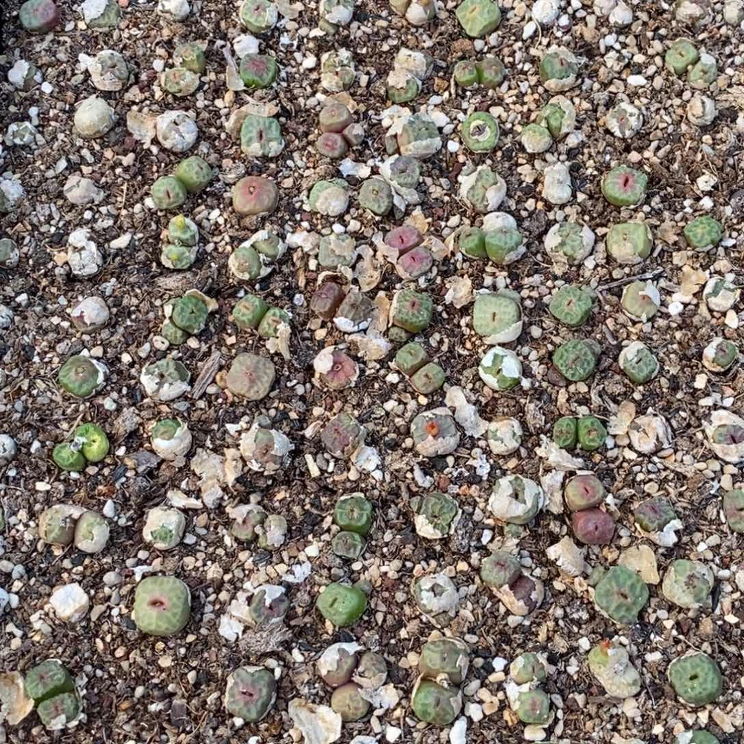 红嘴烧麦一筐。180