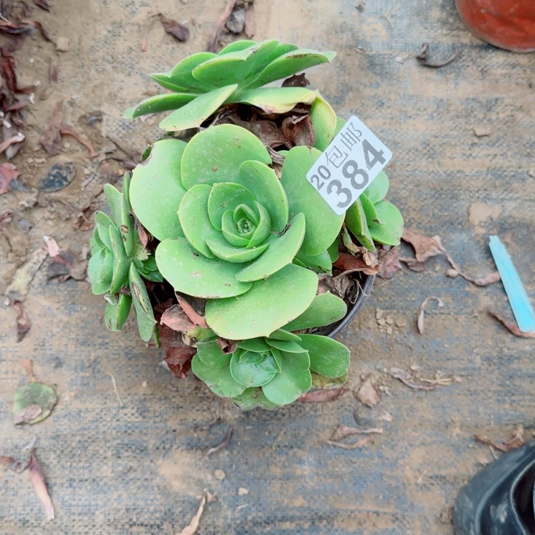 玉龙观音384满20包邮断枝不包