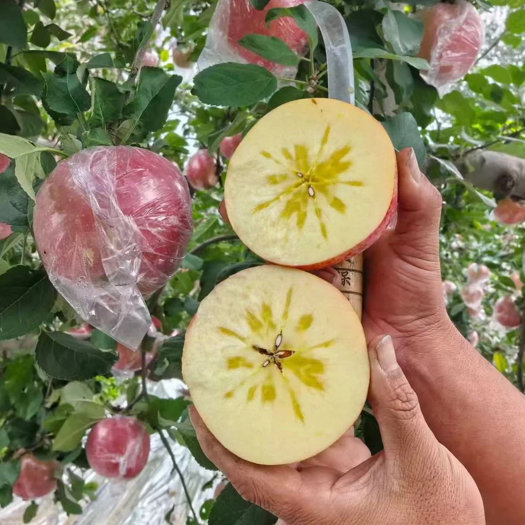 【脆甜】山西 冰糖心苹果 红富士  脆甜爆汁  果园直发