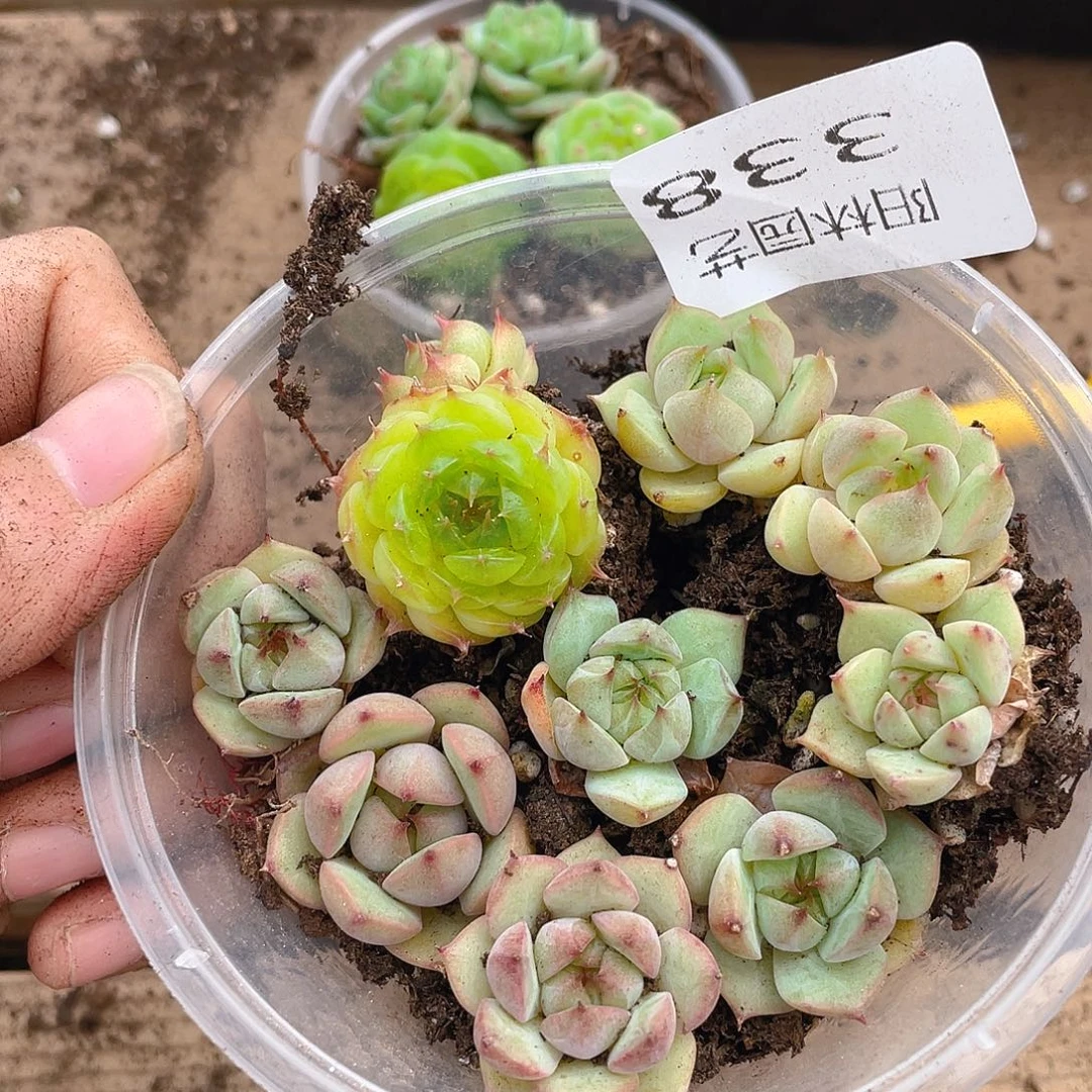 多肉植物多肉植物338