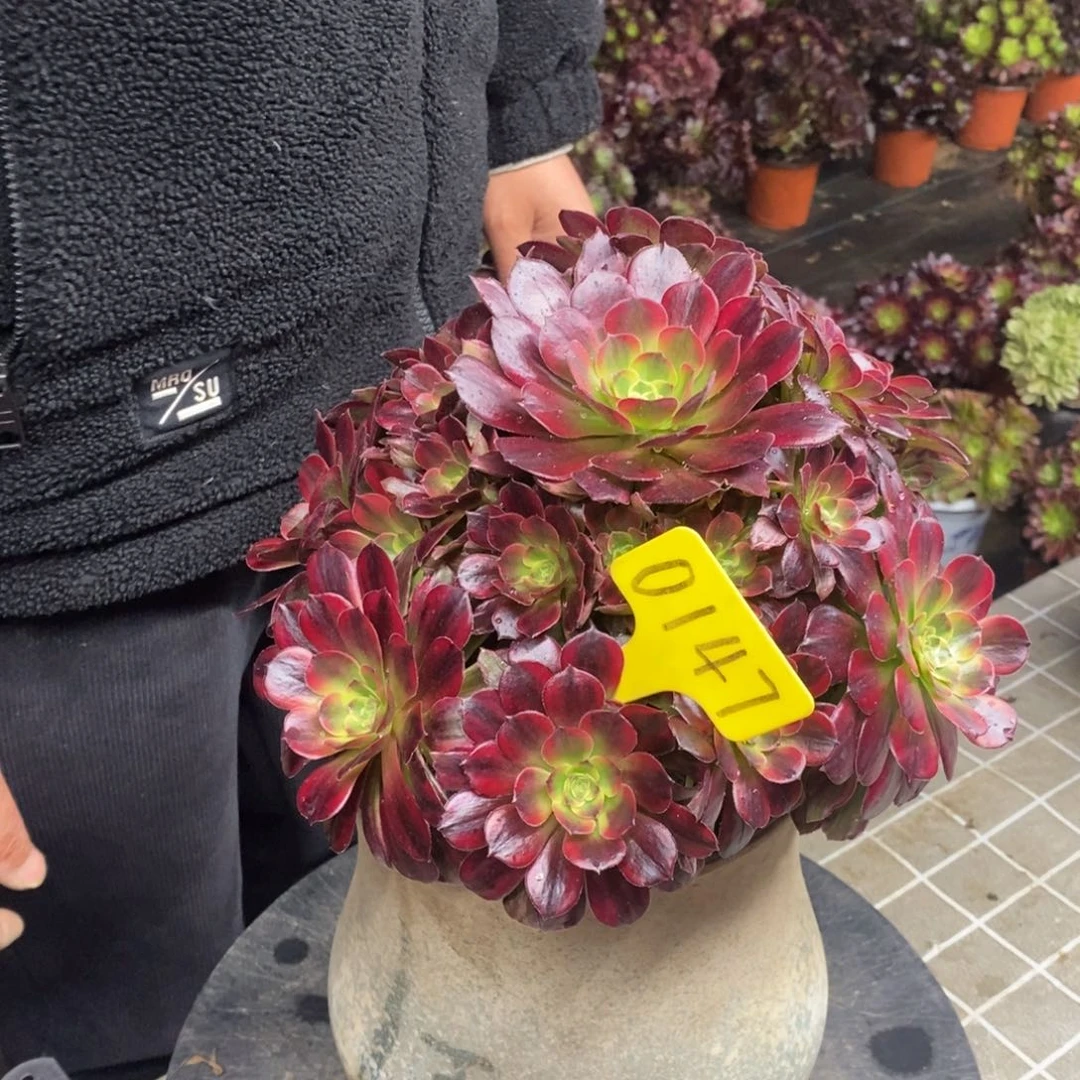 红陶爱*0147安娜一物拍