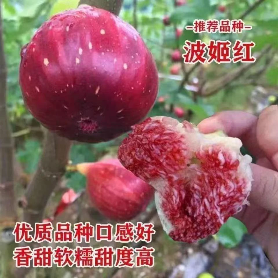 无花果果树苗南方北方盆栽地栽当年结果