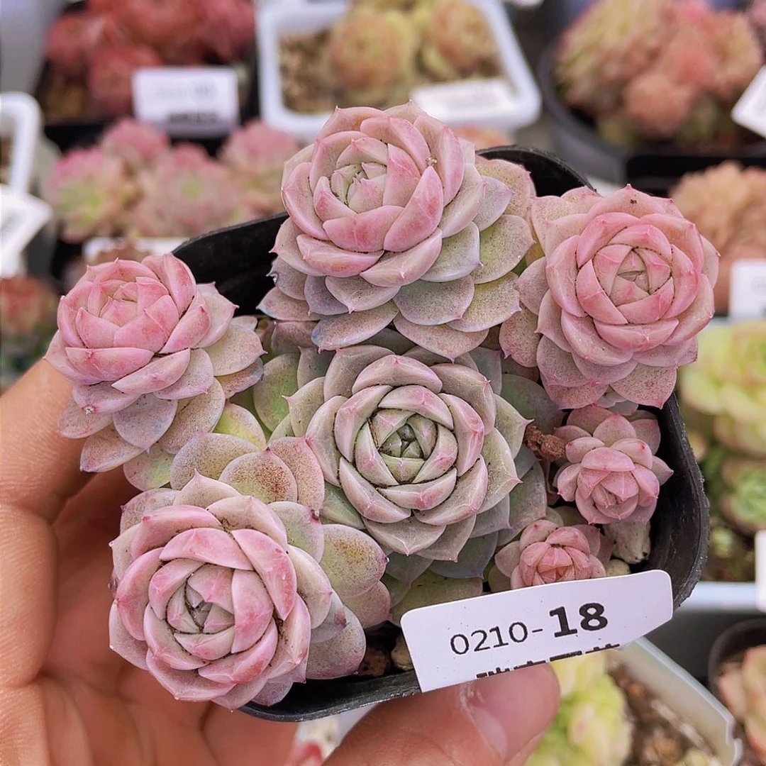 000000000000018量拍