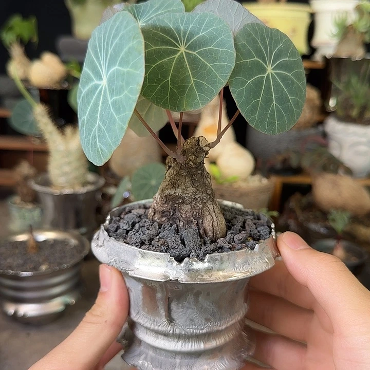 一物一拍老家一叶龟258