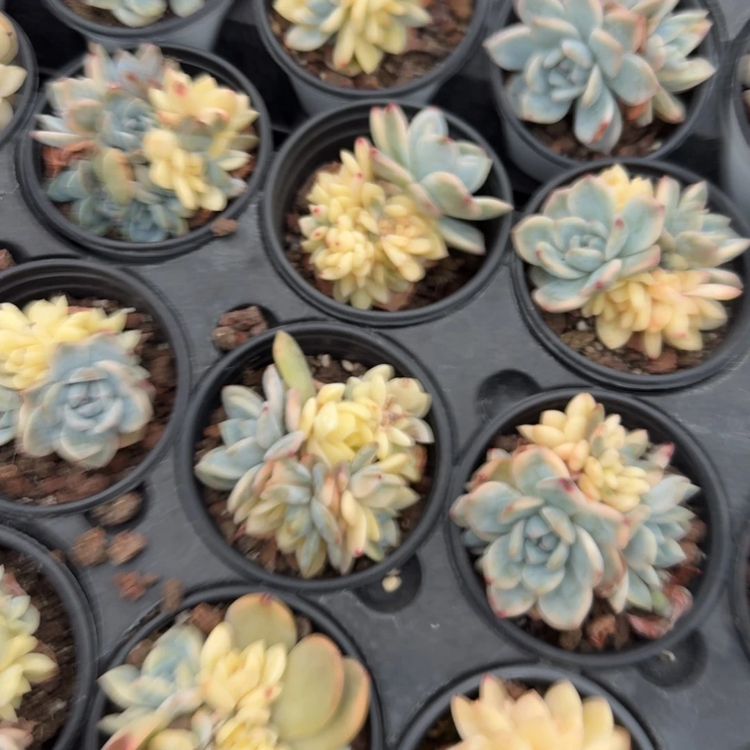 无花朵梦露锦群带盆