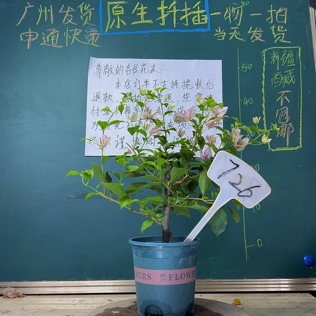 当前无花栽培后可以开花  雪紫  726