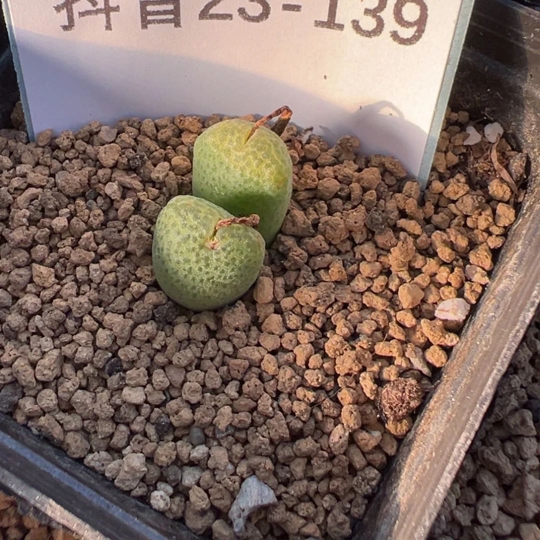 23-139玉米多肉植物，