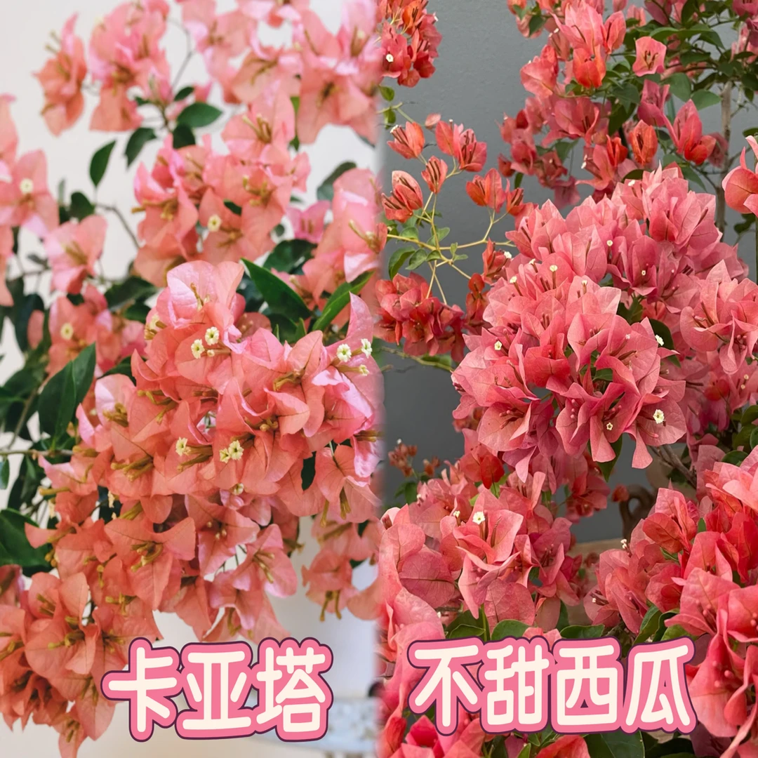 （卡亚塔+不甜西瓜）到手2棵 三角梅四季勤花袋苗 不带盆不带花