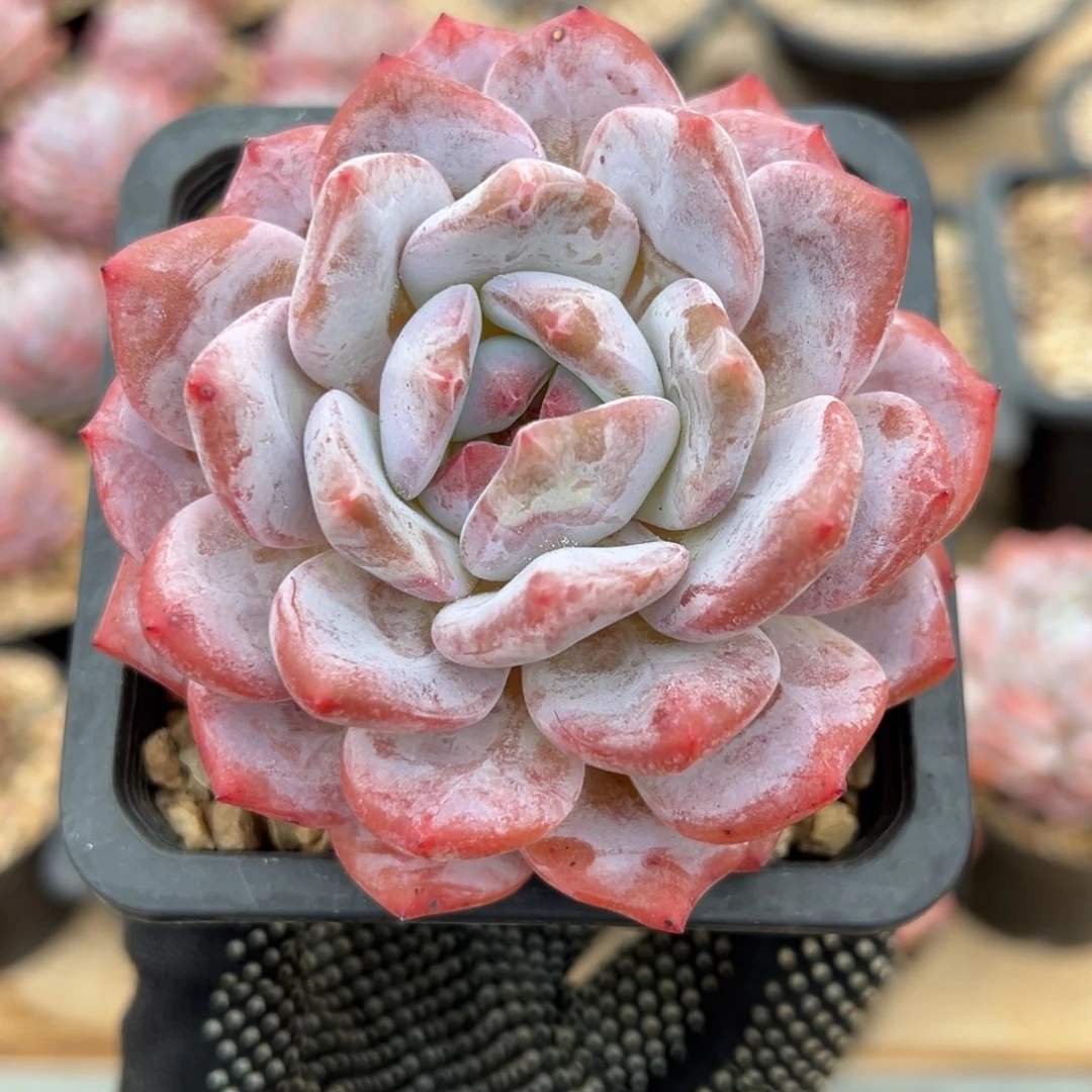 单头粗腿九公分捡漏