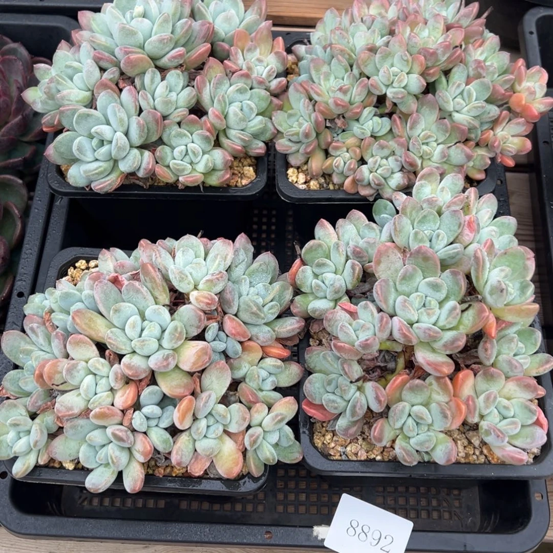 8892量肉肉肉肉肉肉肉肉肉肉