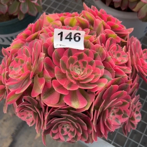 146女巫20厘米左右有断枝