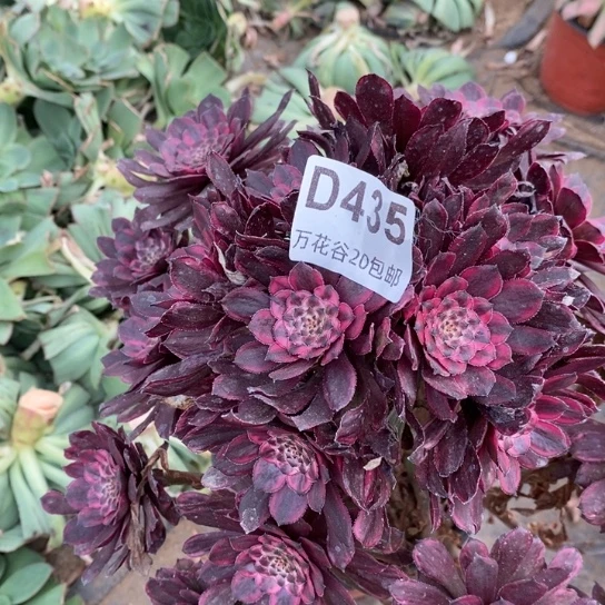 435紫霞仙子多肉植物