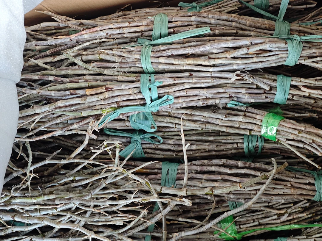 紫皮石斛，可以吃，可以种植