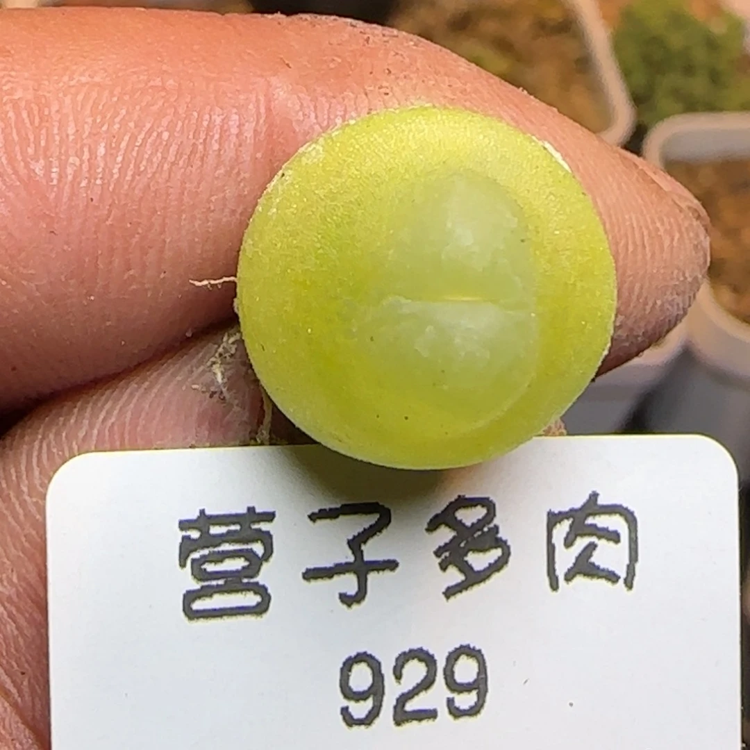 拉登1.4。