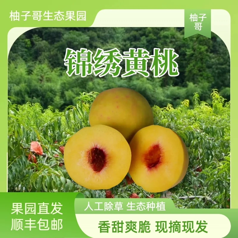 【柚子哥生态果园】黄桃新鲜现摘香甜多汁香味浓郁当季水果顺丰包邮