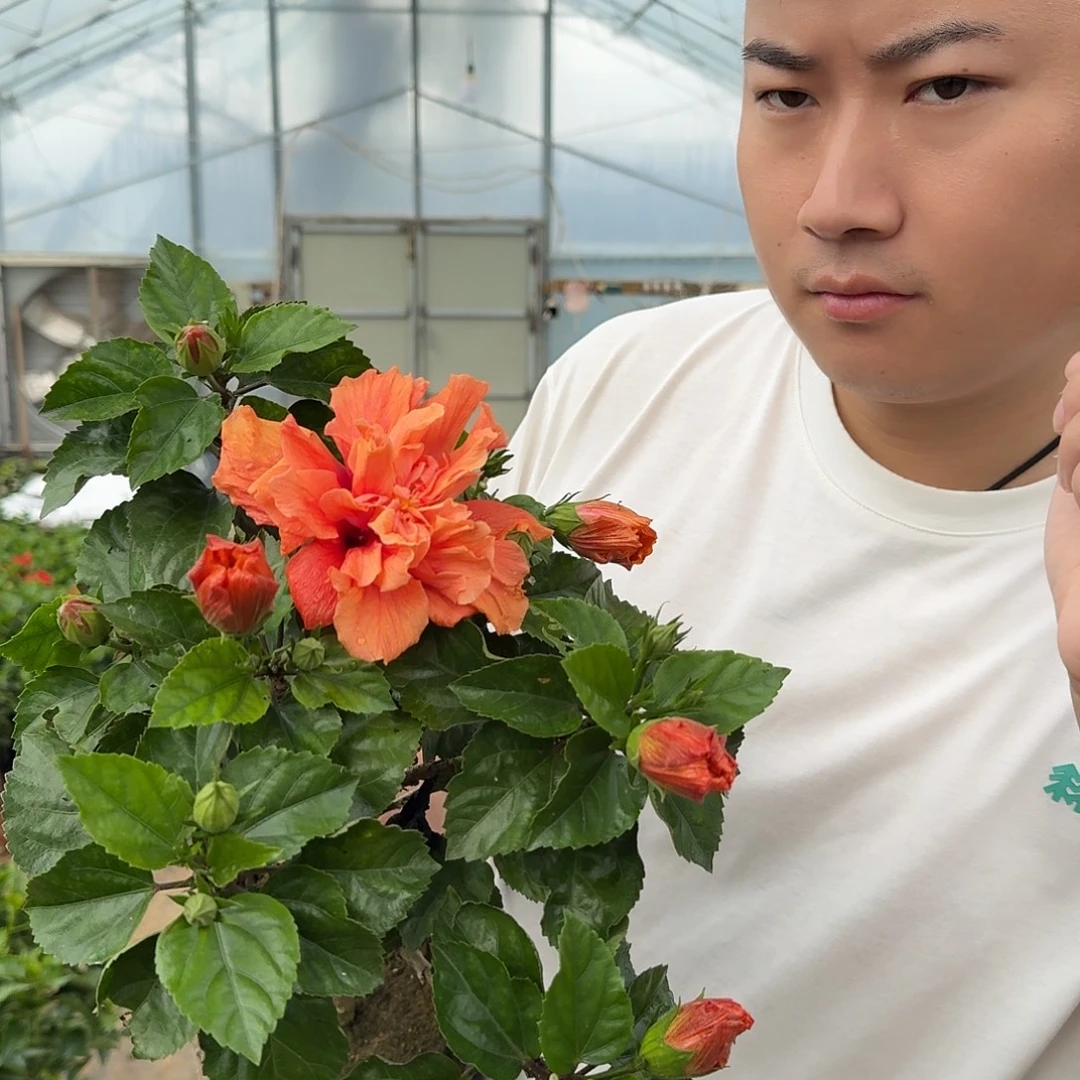 全部花苞小棵橙色木槿